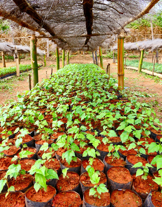 Engagement pour la planète